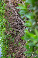 hedge cut off showing branches