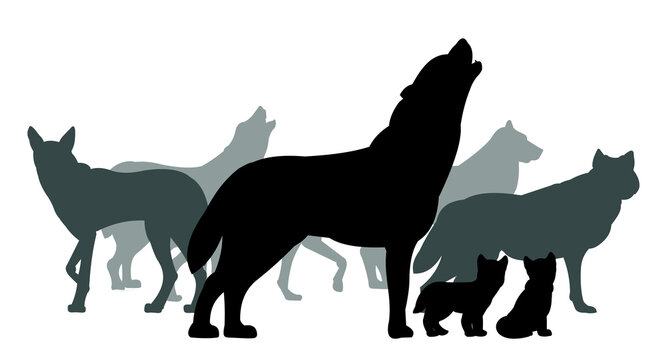 Pack of wolves with puppies. Silhouette picture. Wild animal in nature. Predator in natural conditions. Isolated on white background. Vector.