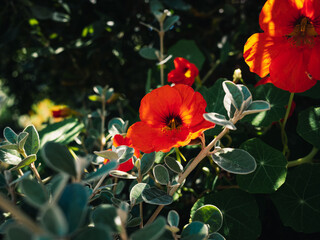 nasturtium flower