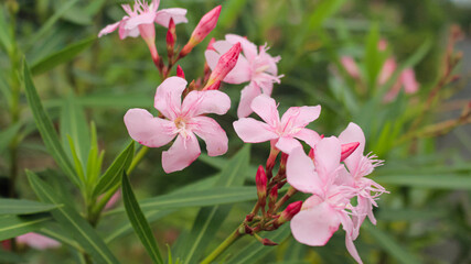 Nerium oleander: Oleander Bush blooms in the garden in summer in blurred background