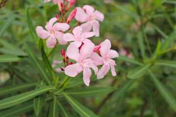 Nerium oleander: Oleander Bush blooms in the garden in summer in blurred background