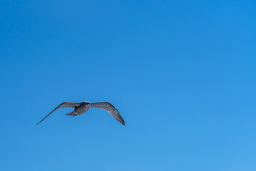 A seagull with spread wings flies against the background of a blue sky