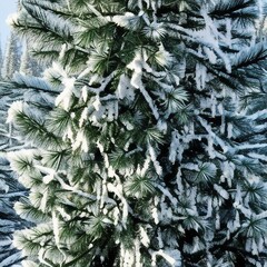 Xmas tree pine or fir with snowfall on sky background in winter. vintage color tone.png