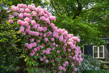 Summer blooming bright pink flowers on a deciduous azalea (rhododendron) bush bloom outside the house in May. Some of the flowers are fully open, the other part is in unopened buds. Evergreen Japanese