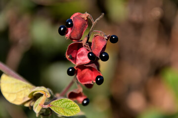 黒い種子が輝いているタンキリマメ