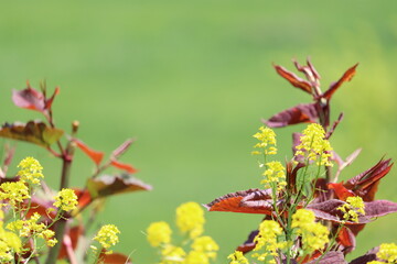菜の花