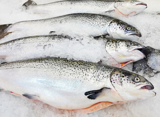 Fresh salmon