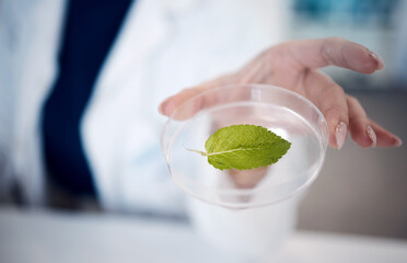 Scientist hand, leaf and petri dish at laboratory in agriculture, plant study or data analysis....