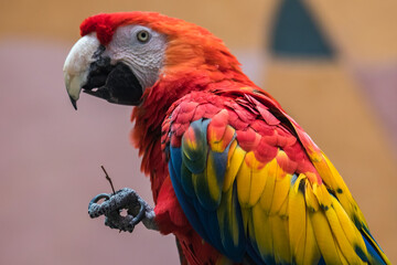Macaws are large parrots with very bright colors of green, red, blue and yellow tones.