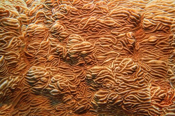 Organic texture of Elephant skin hard coral (Pachyseris rugosa)