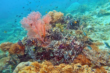 Coral nurseries -  environmental protection concept. The diverse  coral colony in fixed sea bootom...