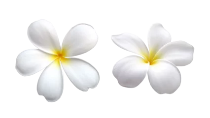Fototapeten two pure white plumeria or frangipani flower head isolated on white © andy0man