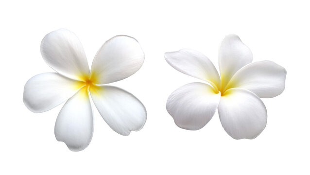 two pure white plumeria or frangipani flower head isolated on white