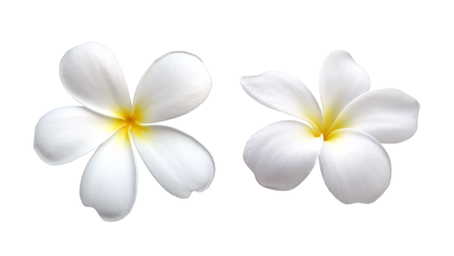 two pure white plumeria or frangipani flower head isolated on white