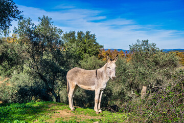 Beautiful landscape of the fields of Spain with a beautiful white donkey looking at the camera.