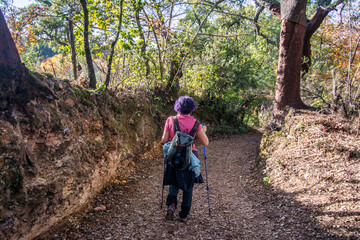 Rear View Of Senior Woman Walking In Forest Carrying Backpack And Hiking Poles. Active Woman Doing A Route On A Trail. Outdoor Activities.In contact with nature