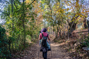 Rear View Of Senior Woman Walking In Forest. Active Woman Doing A Route On A Trail. Outdoor Activities. Woman Hiker
