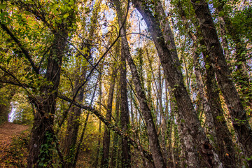 Sunrise In The Woods. Nature Background. Sunlight Peeking Through The Forest Trees. Breath Pure Air
