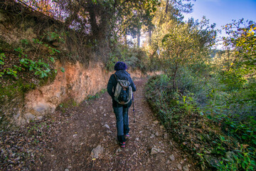 Rear View Of Senior Woman Walking In Forest Carrying Backpack And Hiking Poles. Active Woman Doing A Route On A Trail. Outdoor Activities. 