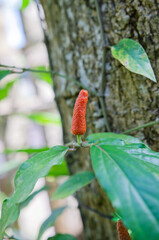 Flowers blooming in the forest, soft focus