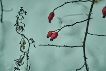 Snow-covered red rosehip berries on a bush against a background of snow. Rosehip bush with berries in winter