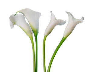 White calla lilies isolated on transparent background, PNG. - obrazy, fototapety, plakaty
