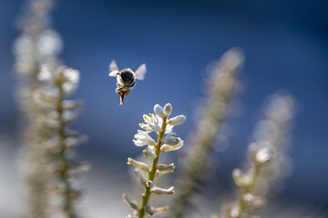 Backlit honey bee flying towards white flowers, fluttering wings with motion blur movement.