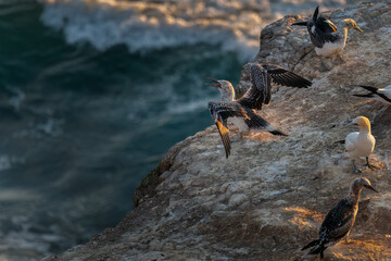 Juvenile gannet test its wings at the edge of cliff. Muriwai gannet colony, Auckland.