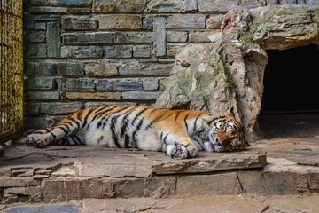 View of a Siberian tiger sleeping on the stone in a zoo park cage