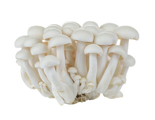 White beech mushrooms, Shimeji mushroom, Edible mushroom isolated on transparent png - obrazy, fototapety, plakaty