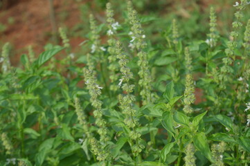Basil plant whose leaves are usually eaten as a salad and the aroma of the leaves is distinctive, basil leaves are one of the spices for Pepes.