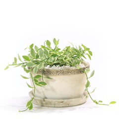 観葉植物、ディスキディア・エメラルドの鉢植え【白背景】