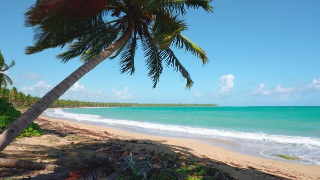 Journey to a paradise sea beach with colorful palm trees. Wild tropical island beach. Caribbean sea landscape with turquoise water. Beautiful palm trees on the sandy coast on a sunny day.