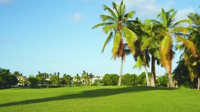 Green golf course of the park on a sunny day. Grass background for outdoor sports. Herbal park in the tropics. Landscape of palm trees on a grassy lawn.