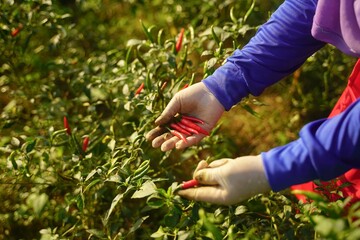 Asian farmer harvesting red chili peppers in an agricultural chili farm.