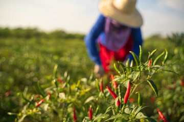 Red chili peppers in the harvest season in an agricultural chili farm.