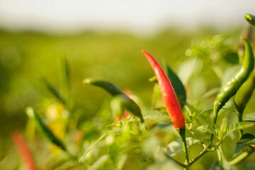 Red chili peppers in the harvest season in an agricultural chili farm.