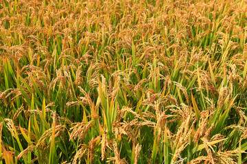 The growing rice is in the farmland