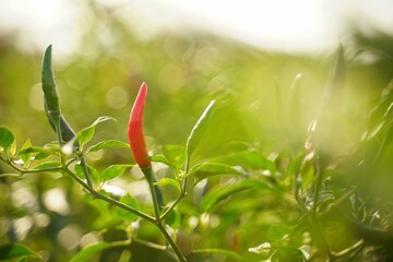 Red chili peppers in the harvest season in an agricultural chili farm.