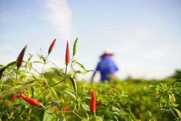 Red chili peppers in the harvest season in an agricultural chili farm.