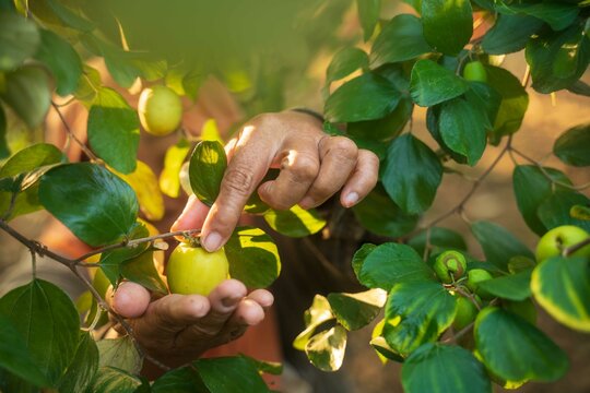 Jujube fruit harvesting season by farmers in an agricultural Jujube farm. Chinese date, monkey,Ziziphus mauritiana apple,prune