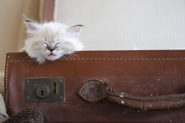 cat in a suitcase