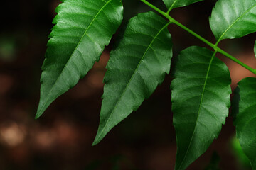 The green leaf with sunlight