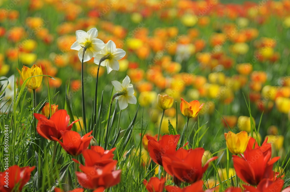 Poster narzissen und tulpen