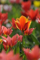 Tulpen