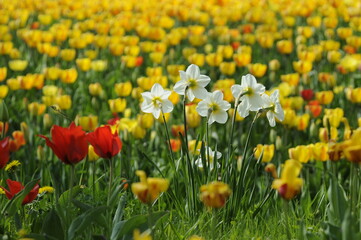 Obraz premium Narzissen und Tulpen