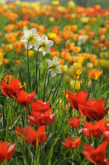Narzissen und Tulpen