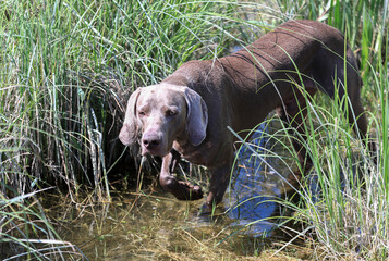 Weimaraner hunting  dog is standing in the high gras in the water waiting for the command to retrieve