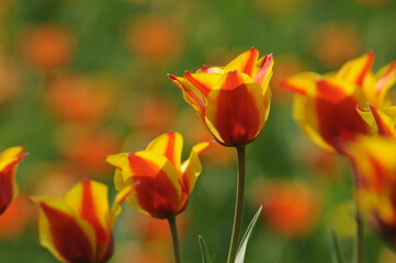 Obraz premium Tulpen