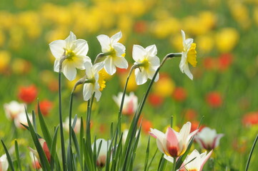Obraz premium Narzissen und Tulpen